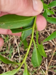 Myoporum acuminatum