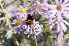 Bombus terricola