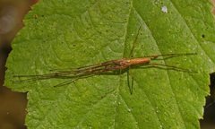 Tetragnatha extensa