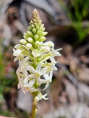 Stackhousia monogyna
