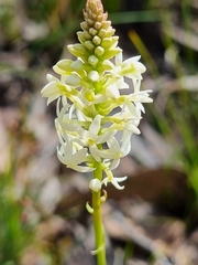Stackhousia monogyna