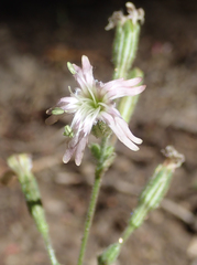 Silene verecunda