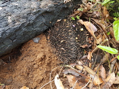 Tachyglossus aculeatus