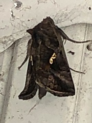 Autographa precationis