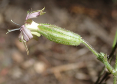 Silene verecunda
