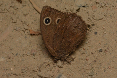 Cercyonis oetus