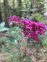 Buddleja