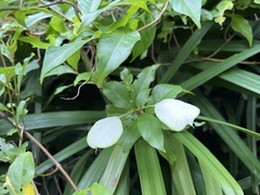 Mussaenda parviflora
