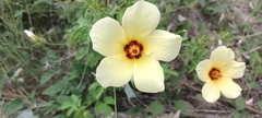 Hibiscus coulteri