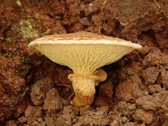 Suillus cavipes