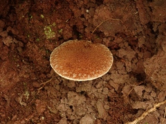 Suillus cavipes