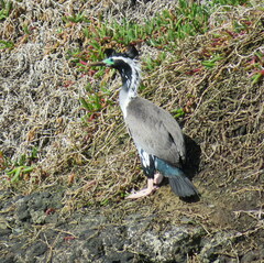 Phalacrocorax punctatus punctatus