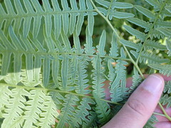 Pteridium