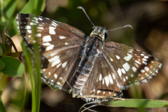 Burnsius communis