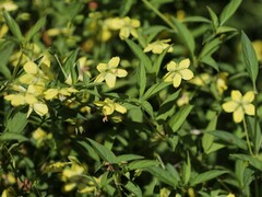 Lysimachia lanceolata