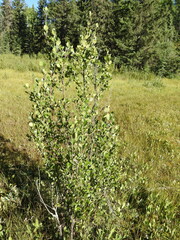 Betula glandulosa