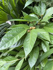 Ficus irisana