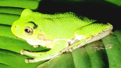 Hyla gratiosa
