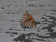 Pityeja histrionaria