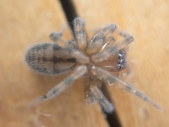Callobius pictus