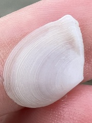Serratina aequistriata