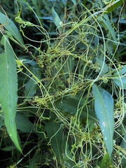 Cuscuta campestris