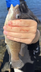 Tautogolabrus adspersus