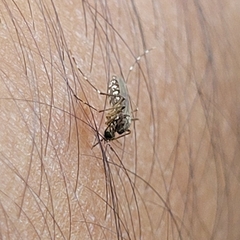 Aedes taeniorhynchus