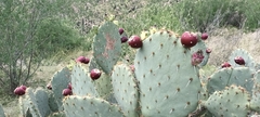 Opuntia orbiculata