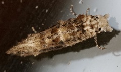 Acrolophus piger