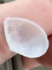 Serratina aequistriata
