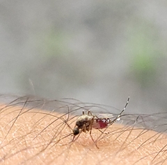 Aedes taeniorhynchus