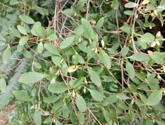 Coprosma foetidissima