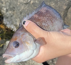 Tautogolabrus adspersus