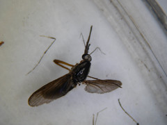 Psorophora howardii