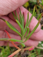 Suaeda australis