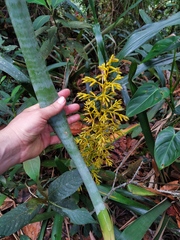 Guzmania diffusa
