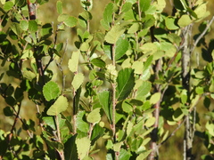 Betula glandulosa