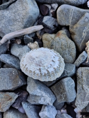 Cellana denticulata