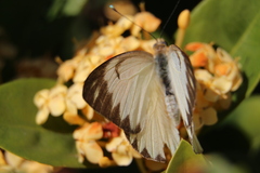 Ascia monuste orseis