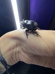 Dichotomius carolinus