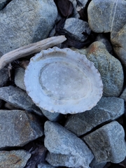 Cellana denticulata