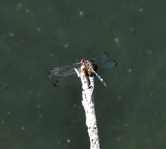 Dythemis fugax