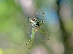 Mangora