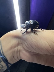 Dichotomius carolinus