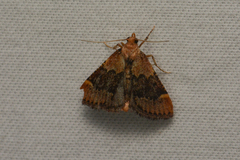 Hypsopygia