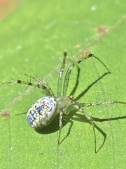 Mangora
