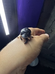 Dichotomius carolinus