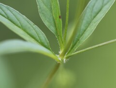 Lysimachia lanceolata