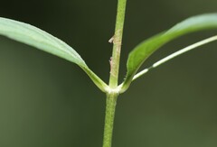 Lysimachia lanceolata